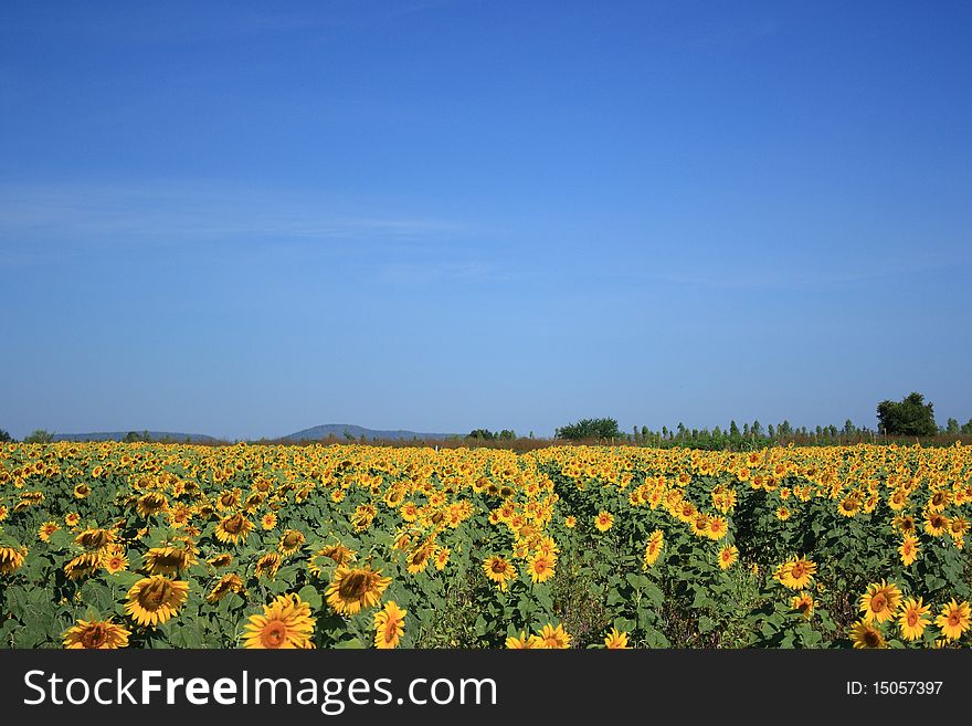 Field Sunflower & The Sky