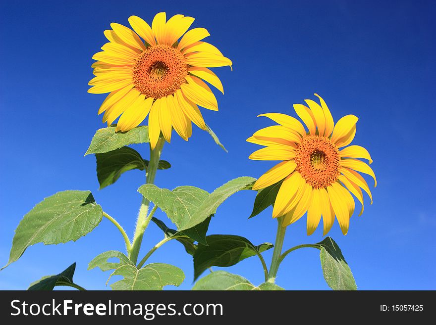 Double Sunflower in Lopburi Thailand