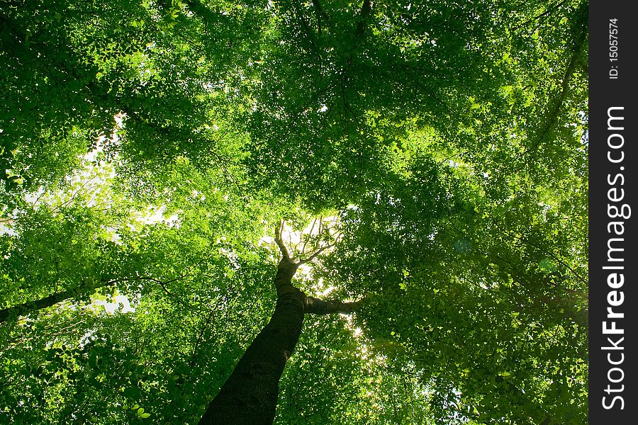 Nature. pathway in the forest with sunlight