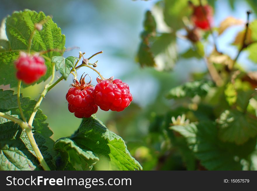 Bunch of raspberry on a branch. Bunch of raspberry on a branch