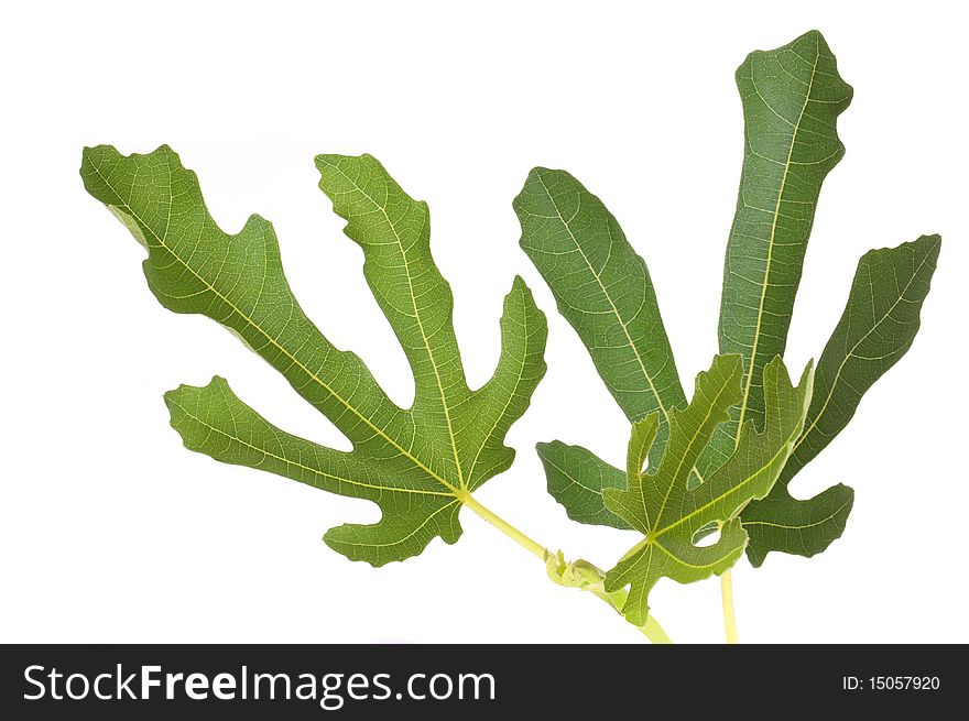 Tree fig leafs with the branch isolated on white