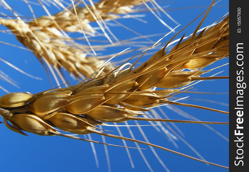 Ear of wheat on blue sky