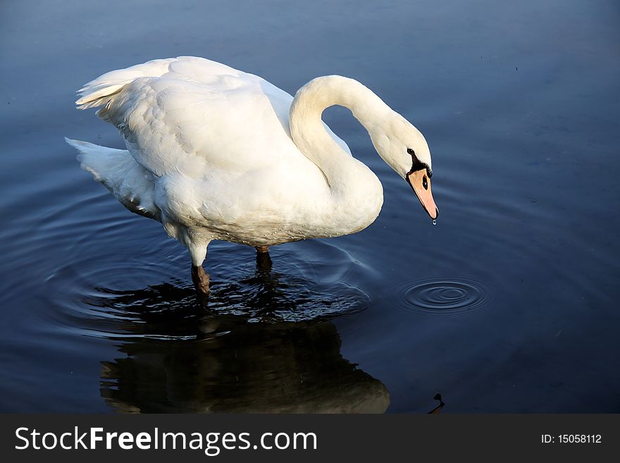 White swan on dark blue water
