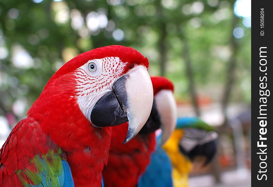 Group of colorful macaw parrots