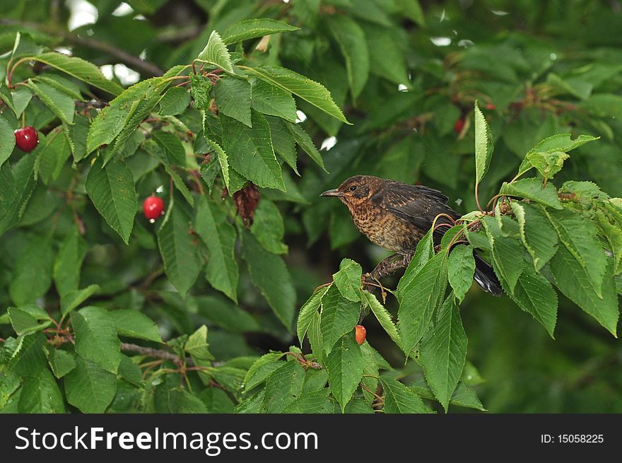 Blackbird female in cherry tree