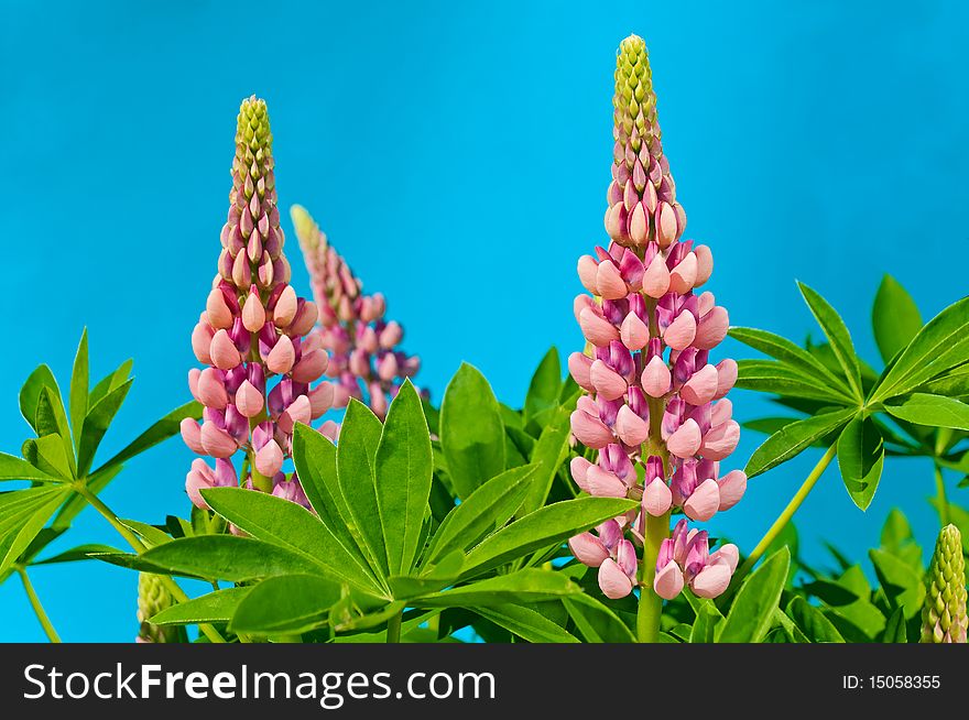 Flowers lupin on a blue background