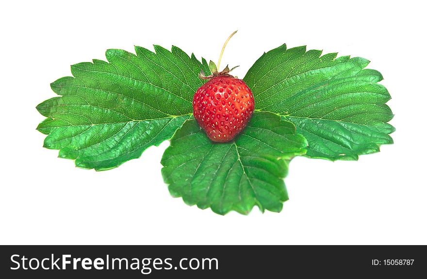 Juicy wild strawberry on green sheet it is isolated on white background. Juicy wild strawberry on green sheet it is isolated on white background