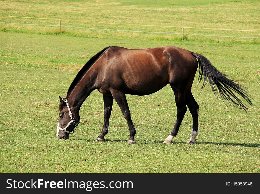 Grazing brown Horse on the green Pasture. Grazing brown Horse on the green Pasture