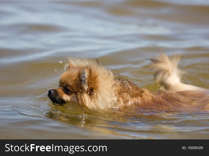 Swimming pomeranian dog in the sea