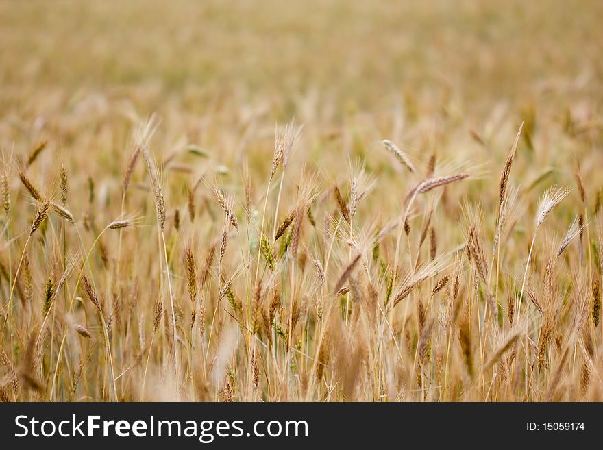 Golden rye field in summer