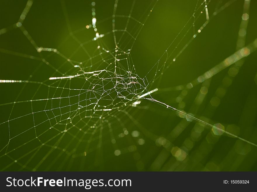 Spider web close-up with green background