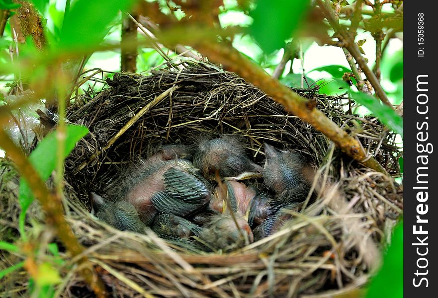 The  nestlings in a tree nest. The  nestlings in a tree nest.