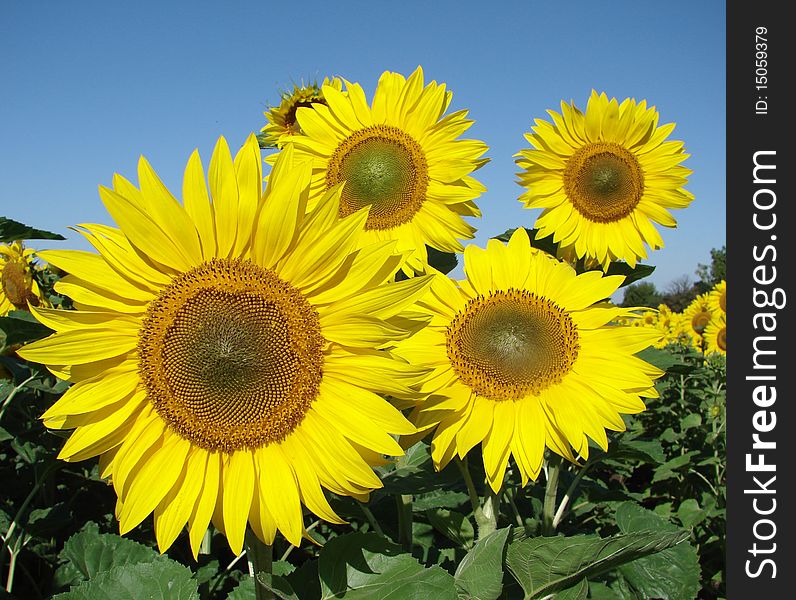Sunflowers field on cloudy blue sky