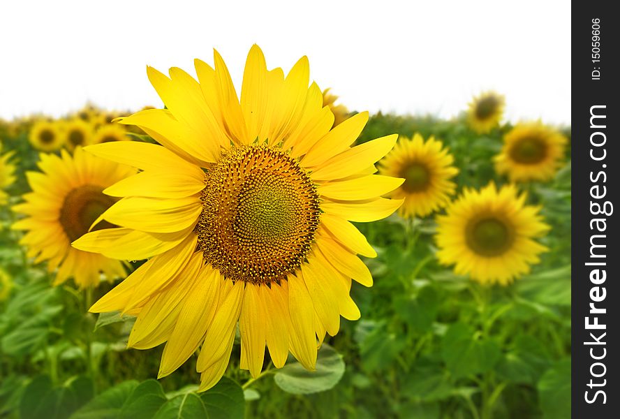 Closeup of bright yellow sunflowers on the field