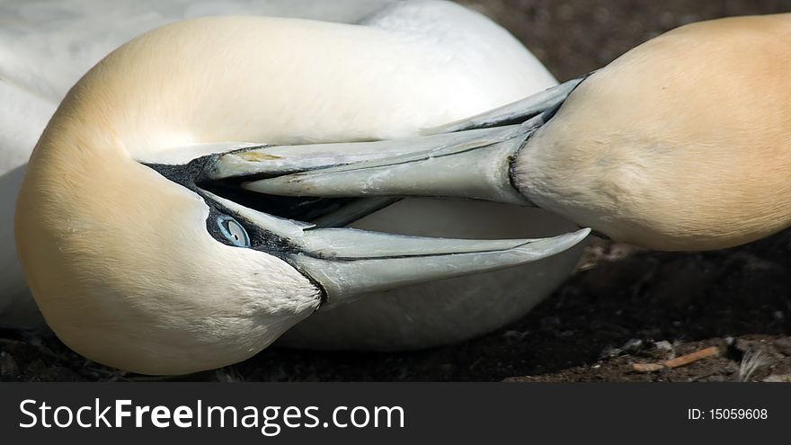 Gannets Fighting For Territory