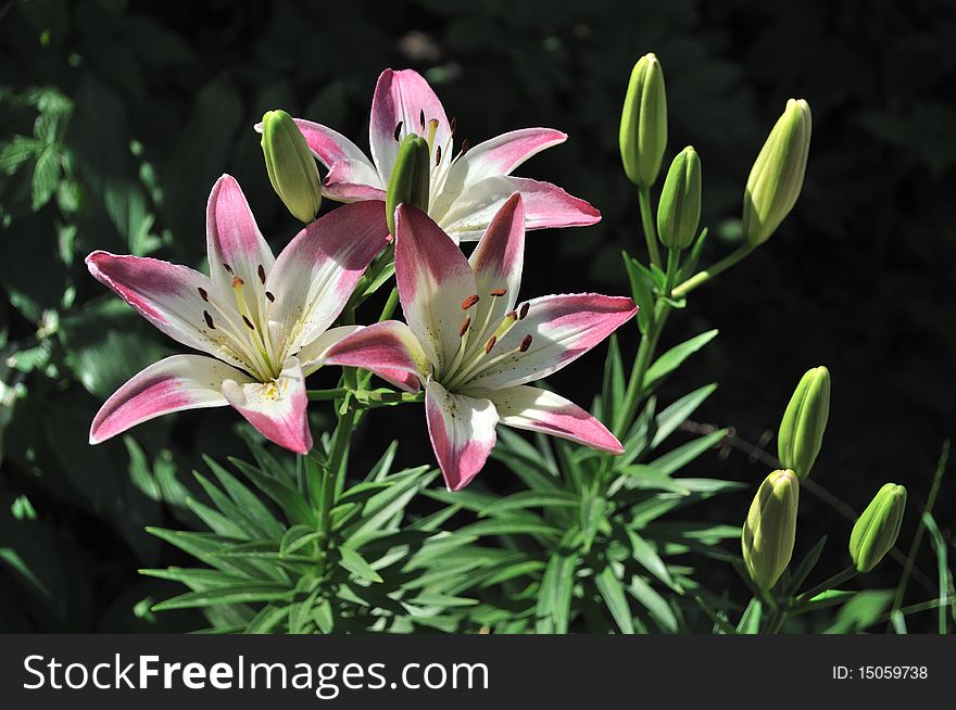 Blooming pink lilies on black background. Blooming pink lilies on black background