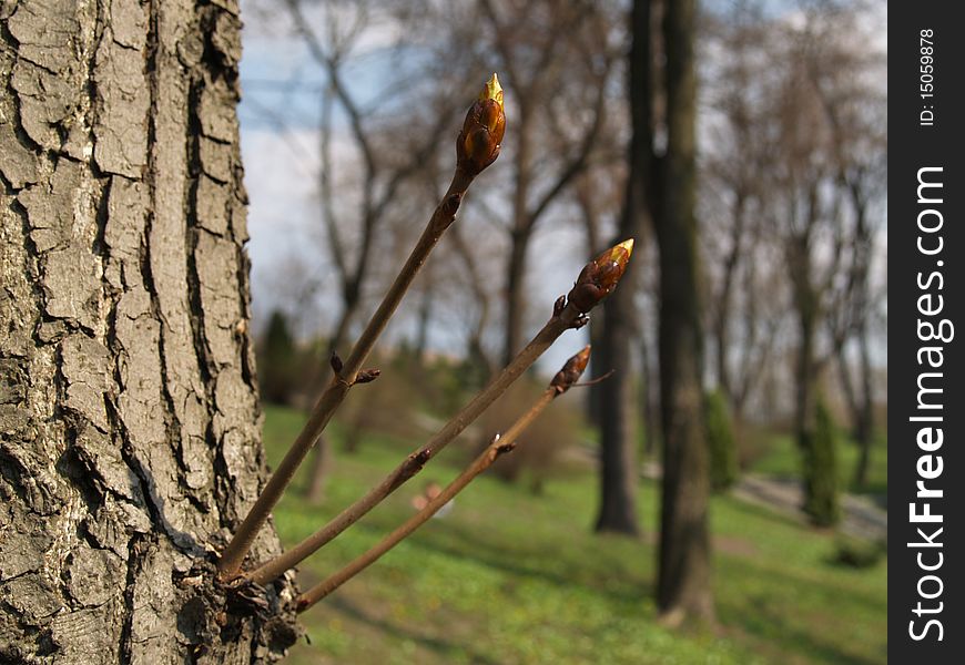 Bloom of Conker tree in the forest. Bloom of Conker tree in the forest