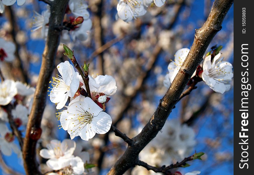 Apricot blooming tree in the spring