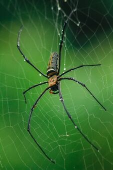 Golden Orb-weaver Spider Knit Large Fibers Along The Vertical Line Between The Trees. Royalty Free Stock Photos