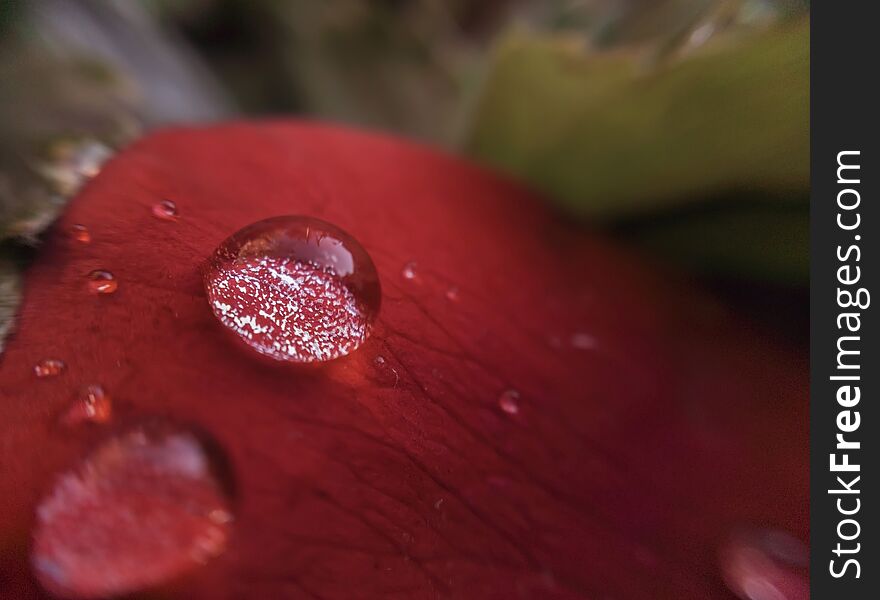 Large dew drops on red rose petal_macro