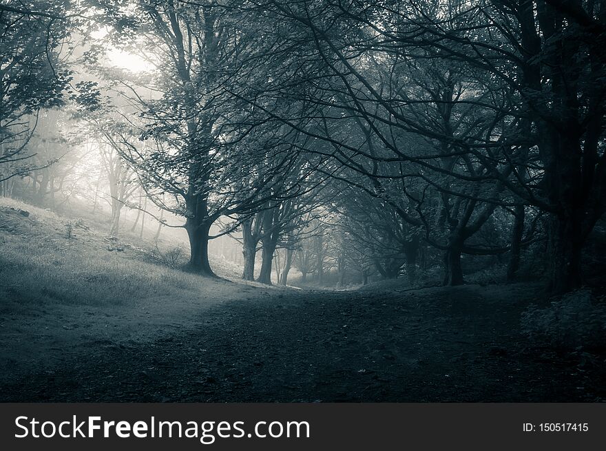 A dark spooky path through a forest on a gloomy foggy day, with a blue monochrome edit.