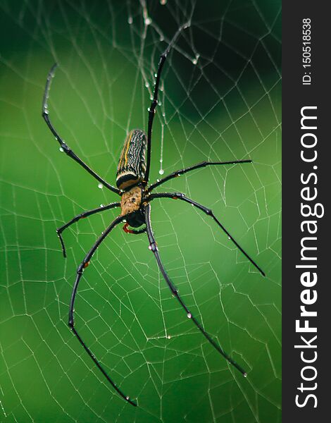Golden Orb-weaver Spider Knit large fibers along the vertical line between the trees. Female is 40-50 mm in size