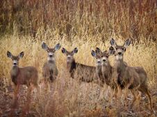 Free Curious Group Of Young Deer Stock Photos - 150525063