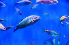 Free Tropical Fishes Of Blue Tones Royalty Free Stock Photo - 150526205
