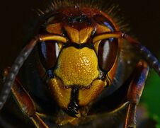 Hornet Vespa Crabro, In Extreme Close Up Stock Photo
