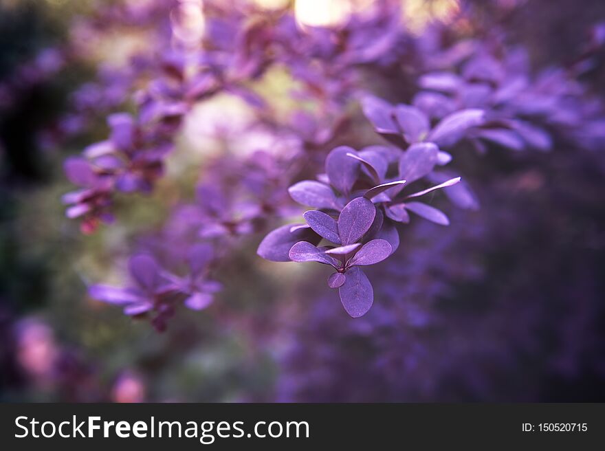 Creative Layout Made Of Green Leaves. Flat Lay. Nature Background