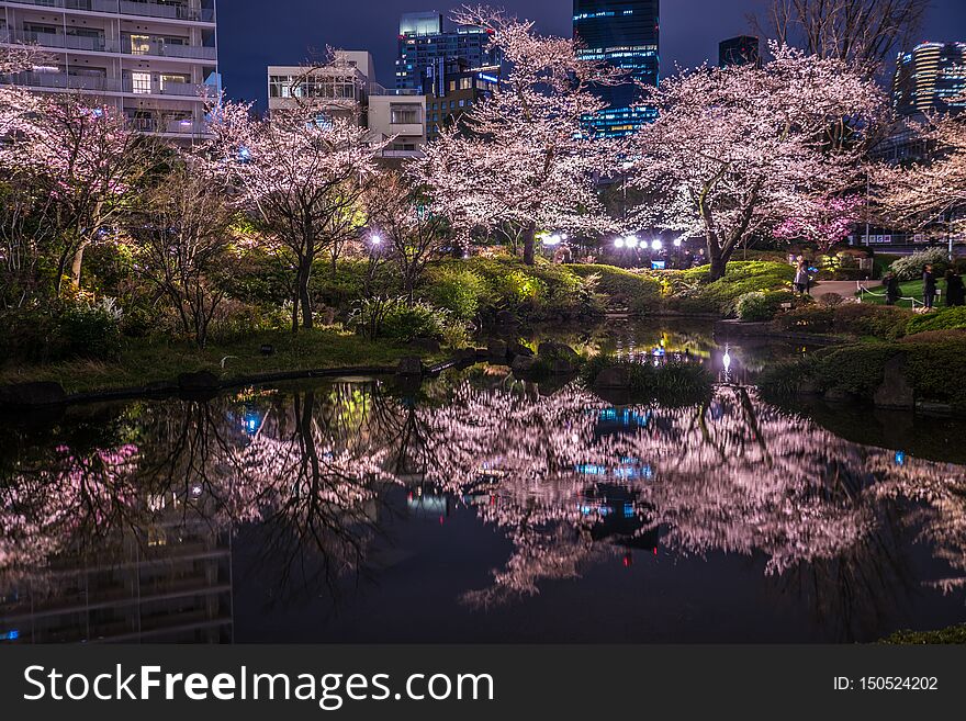 Mohri Garden of going to see cherry blossoms at night Roppongi