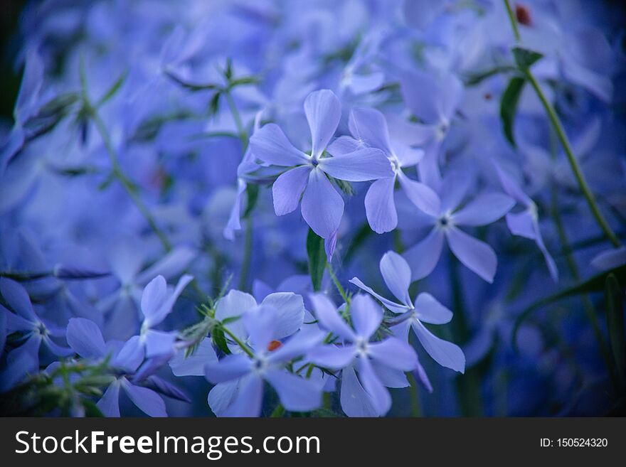 Gently purple flowers are suitable for decoration and background