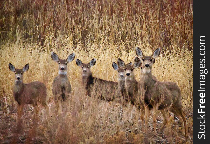 Curious Group Of Young Deer