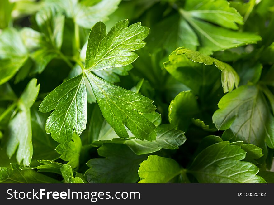 Raw Green Organic Italian Flat Leaf Parsley in a Bunch