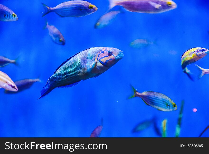 Tropical fishes of blue tones of different species on a blue ocean background