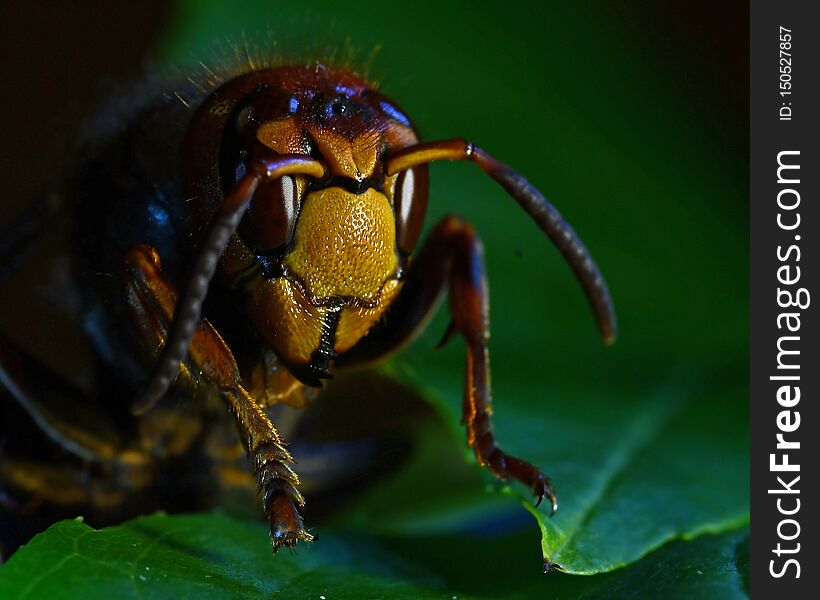 European hornet Vespa crabro, in extreme close up of face.