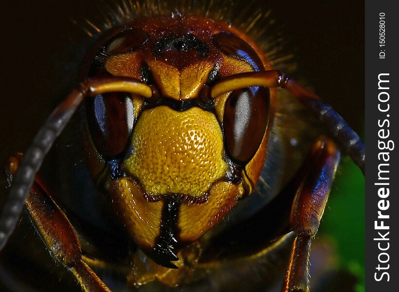European hornet Vespa crabro, in extreme close up of face.