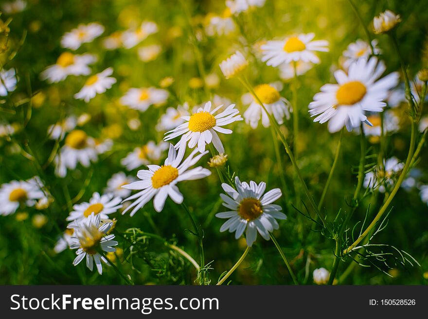 White daisies on a soft background.Summer meadow background
