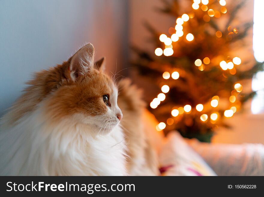 Cute fluffy red and white cat on Christmas tree background. Decorating Natural Danish spruce at home. Winter holidays in