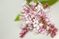 Free Flowers Lilac Stock Photos - 15065693