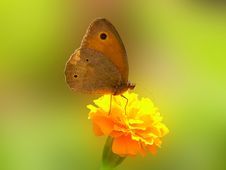 Butterfly Meadow Brown Maniola Telmessia Stock Photography Butterfly Meadow Brown Maniola Telmessia Stock Photography
