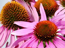 Echinacea Royalty Free Stock Image Echinacea Royalty Free Stock Image