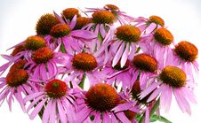 Echinacea Stock Photos Echinacea Stock Photos