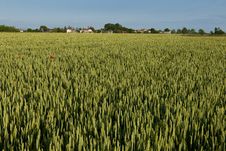 Green Rye Field Stock Image Green Rye Field Stock Image