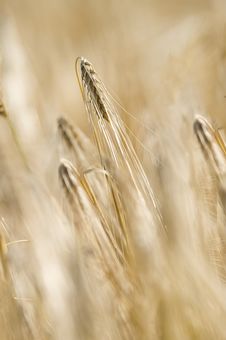 Wheat Field Stock Images