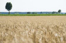 Wheat Field Stock Images