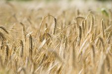 Wheat Field Royalty Free Stock Photography