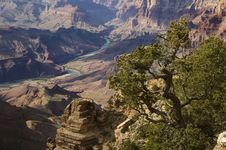 Canyon Tree Stock Photo Canyon Tree Stock Photo