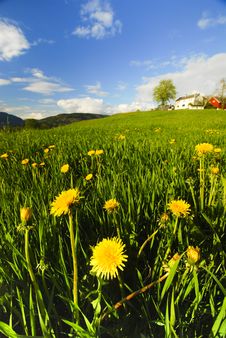 Yellow Hilly Flowers Stock Photography Yellow Hilly Flowers Stock Photography