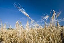 Ears Of Wheat Stock Image Ears Of Wheat Stock Image